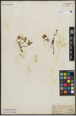 Foto von Salix arctica Pall.